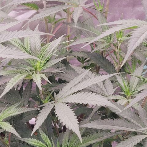 Lockdown Kloni growlog photo: Das wurde nun aus ihr mittlerweile