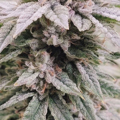 Lockdown Kush 2 Petra  growlog timeline photo
