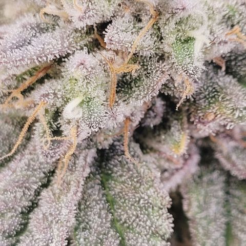 Lockdown Kush 2 Petra  growlog timeline photo