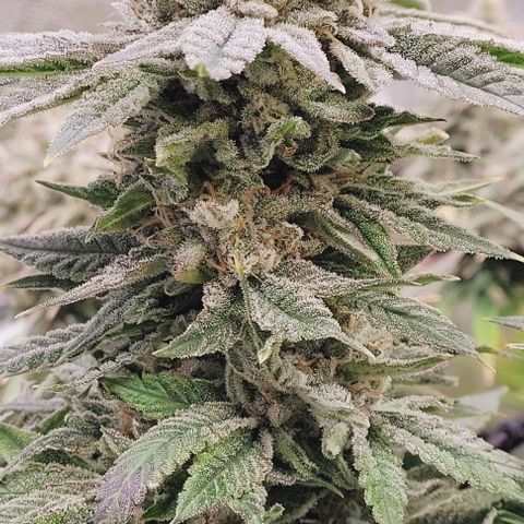 Lockdown Kush 2 Petra  growlog timeline photo