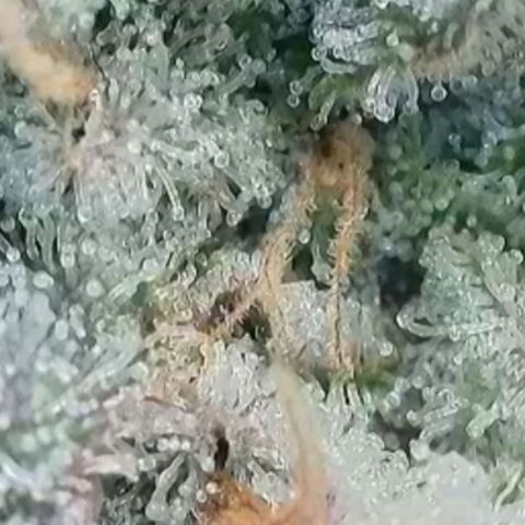Lockdown Kush 2 Petra  growlog timeline photo
