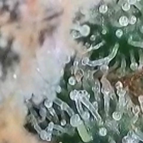 Lockdown Kush 2 Petra  growlog timeline photo
