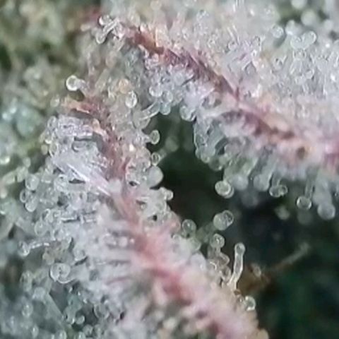 Lockdown Kush 2 Petra  growlog timeline photo