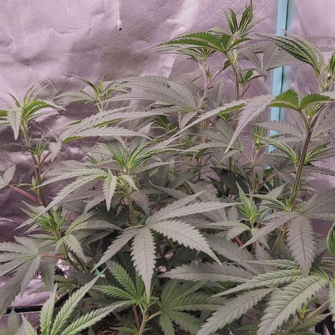 Lockdown Kloni growlog timeline photo