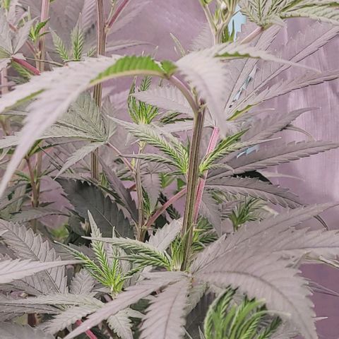 Lockdown Kloni growlog timeline photo