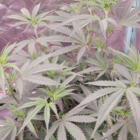Lockdown Kloni growlog timeline photo