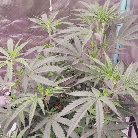 Lockdown Kloni growlog timeline photo