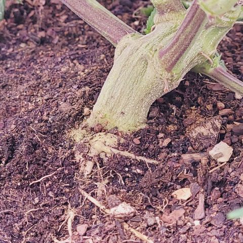 Lockdown Kloni growlog timeline photo