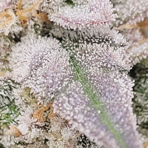 Lockdown Kush 2 Petra  growlog timeline photo