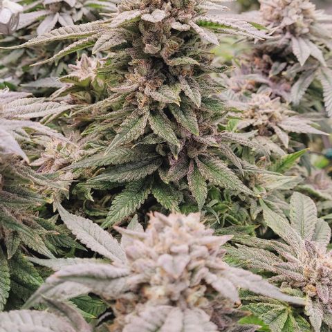 Lockdown Kush 2 Petra  growlog timeline photo
