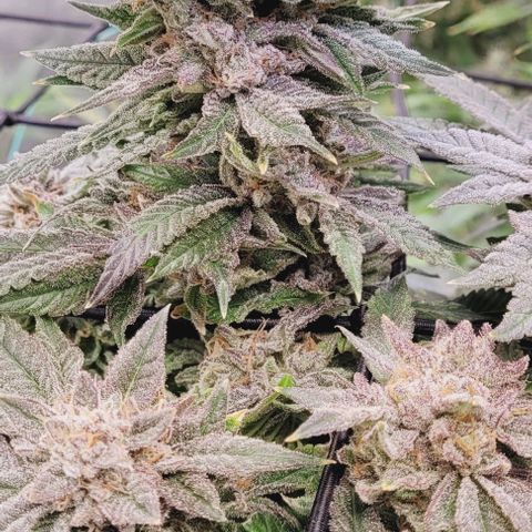 Lockdown Kush 2 Petra  growlog timeline photo