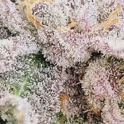Lockdown Kush 2 Petra  growlog timeline photo