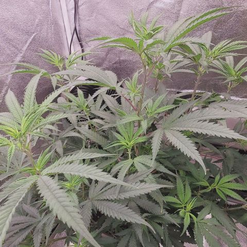 Lockdown Kloni growlog timeline photo