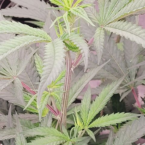 Lockdown Kloni growlog timeline photo