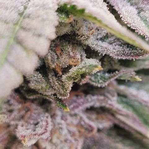 Lockdown Kush 2 Petra  growlog timeline photo
