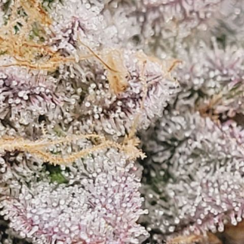 Lockdown Kush 2 Petra  growlog timeline photo
