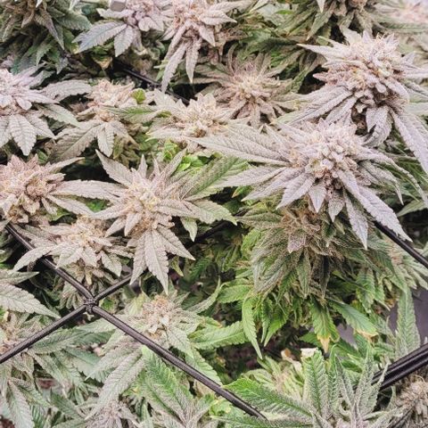 Lockdown Kush 2 Petra  growlog timeline photo