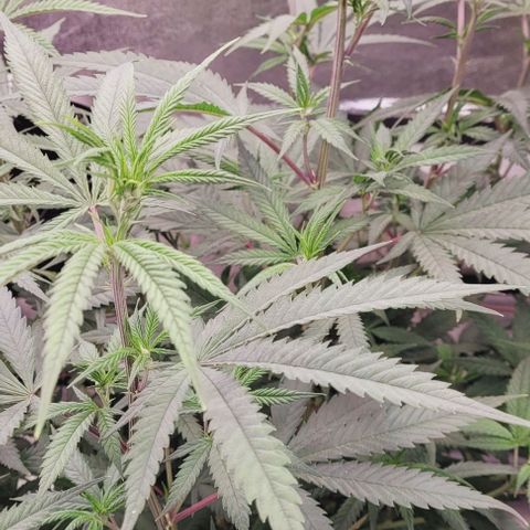 Lockdown Kloni growlog timeline photo