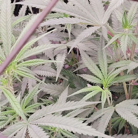 Lockdown Kloni growlog timeline photo