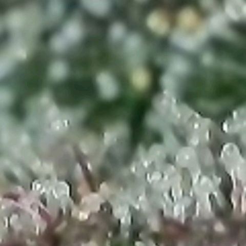 Lockdown Kush 2 Petra  growlog timeline photo