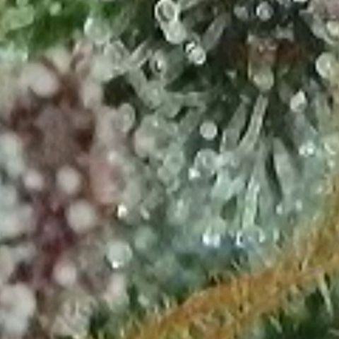Lockdown Kush 2 Petra  growlog timeline photo