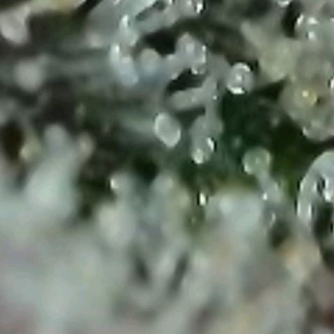 Lockdown Kush 2 Petra  growlog timeline photo