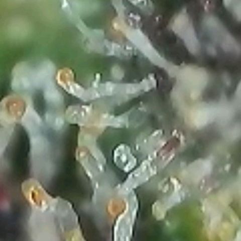 Lockdown Kush 2 Petra  growlog timeline photo