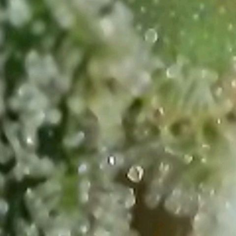 Lockdown Kush 2 Petra  growlog timeline photo