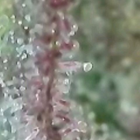 Lockdown Kush 2 Petra  growlog timeline photo