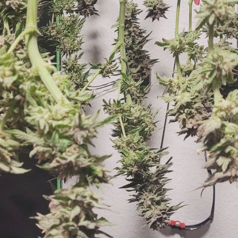 Lockdown Kush 2 Petra  growlog timeline photo