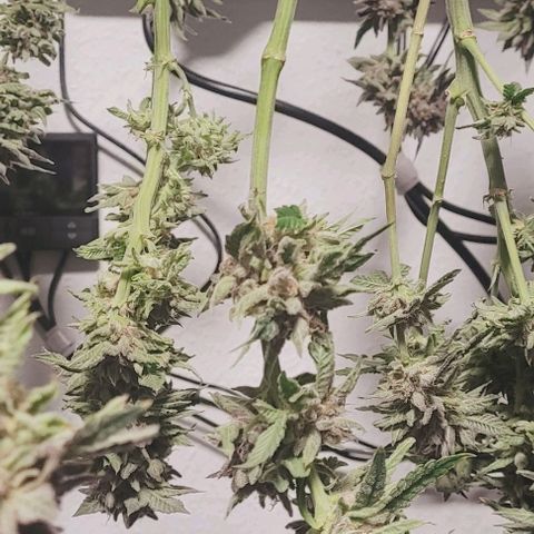 Lockdown Kush 2 Petra  growlog timeline photo