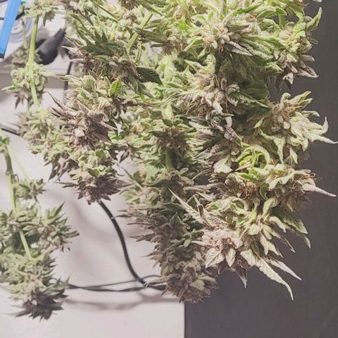 Lockdown Kush 2 Petra  growlog timeline photo