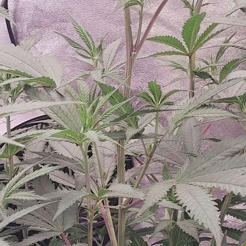 Lockdown Kloni growlog timeline photo