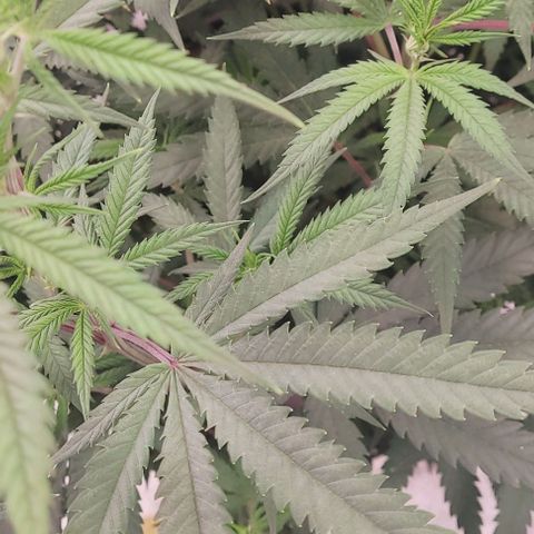 Lockdown Kloni growlog timeline photo