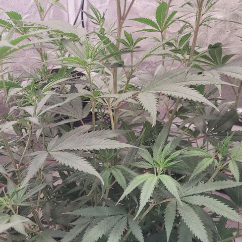 Lockdown Kloni growlog timeline photo
