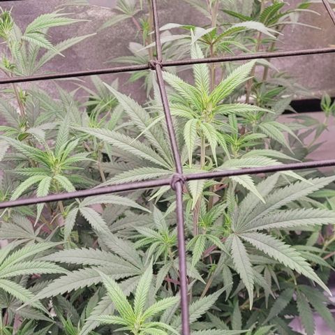 Lockdown Kloni growlog timeline photo
