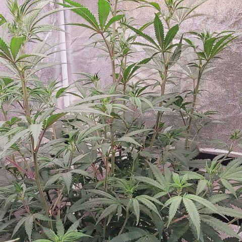 Lockdown Kloni growlog timeline photo