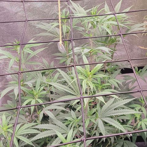 Lockdown Kloni growlog timeline photo