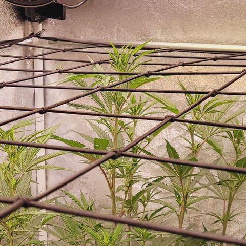 Lockdown Kloni growlog photo: Gestern Abend stand der höchste Trieb noch unter dem Netz u heute ist er darüber .