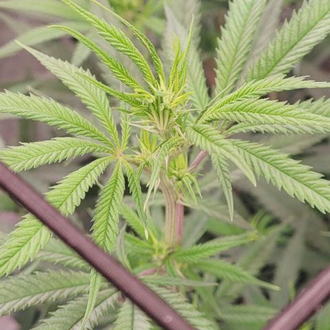 Lockdown Kloni growlog timeline photo