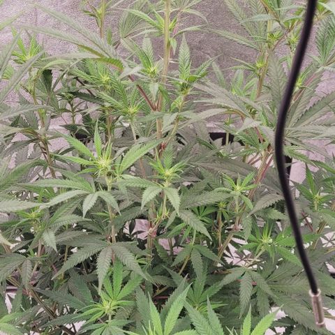 Lockdown Kloni growlog timeline photo