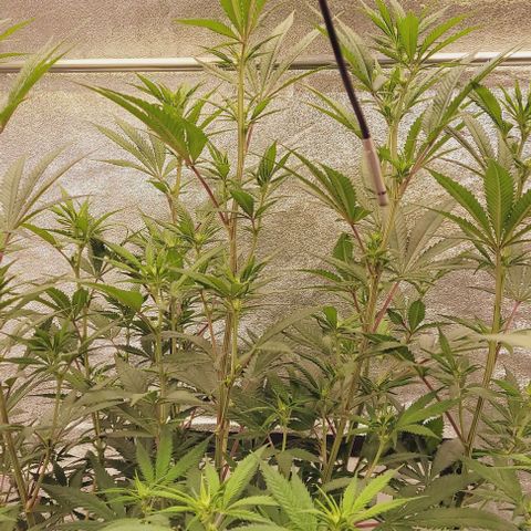 Lockdown Kloni growlog timeline photo