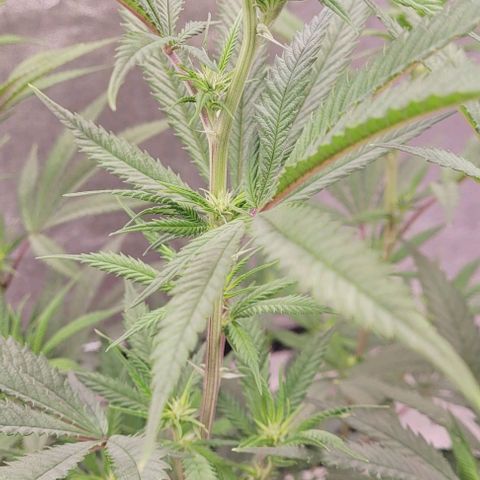 Lockdown Kloni growlog timeline photo