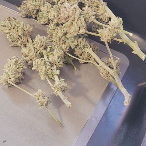 Lockdown Kush 2 Petra  growlog photo: Die erste Ladung zum Trimm .