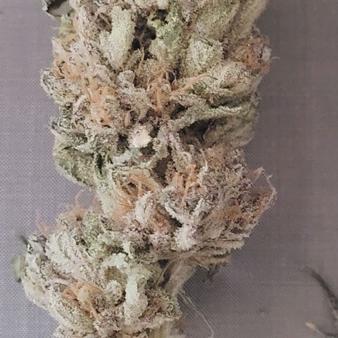 Lockdown Kush 2 Petra  growlog timeline photo