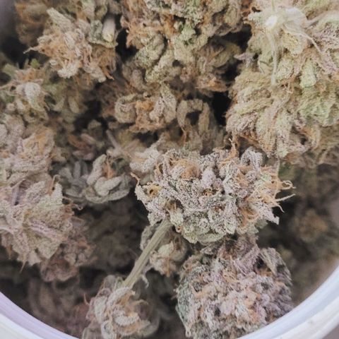 Lockdown Kush 2 Petra  growlog photo: Die erste Dose füllt sich so langsam u der Raum mit einem Hammer Duft 