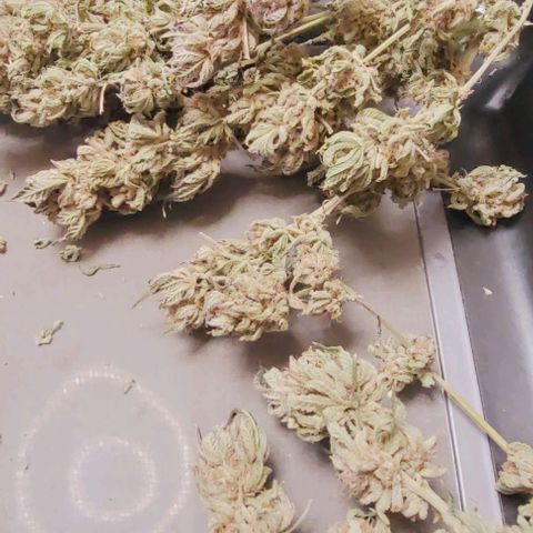 Lockdown Kush 2 Petra  growlog photo: Heute letzter Durchgang Trimmen dieser Pflanze u dann geht es in die Aushärtung .
Ein leckerer Duft strömt gerade durch das Zimmer