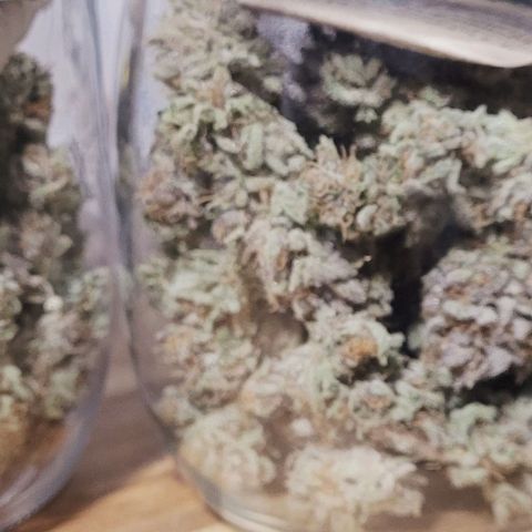 Lockdown Kush 2 Petra  growlog photo: Auch sie ist fertig zur Aushärtung