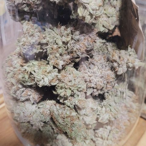 Lockdown Kush 2 Petra  growlog photo: Auch sie ist fertig zur Aushärtung