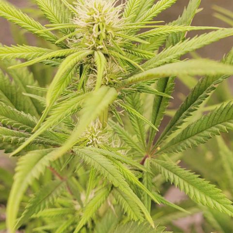 Lockdown Kloni growlog timeline photo